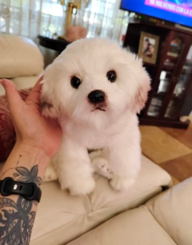 Perro peluche real shop